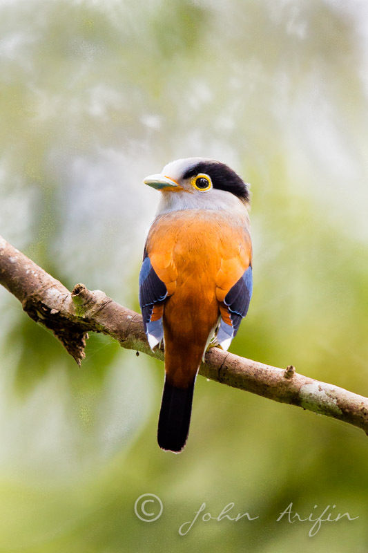 Bird Watching in Frasers Hill, Pahang, West Malaysia