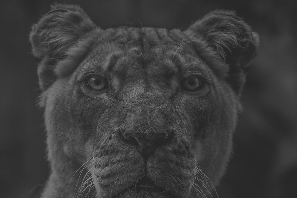 Lioness_edited_edited_edited_edited.jpg