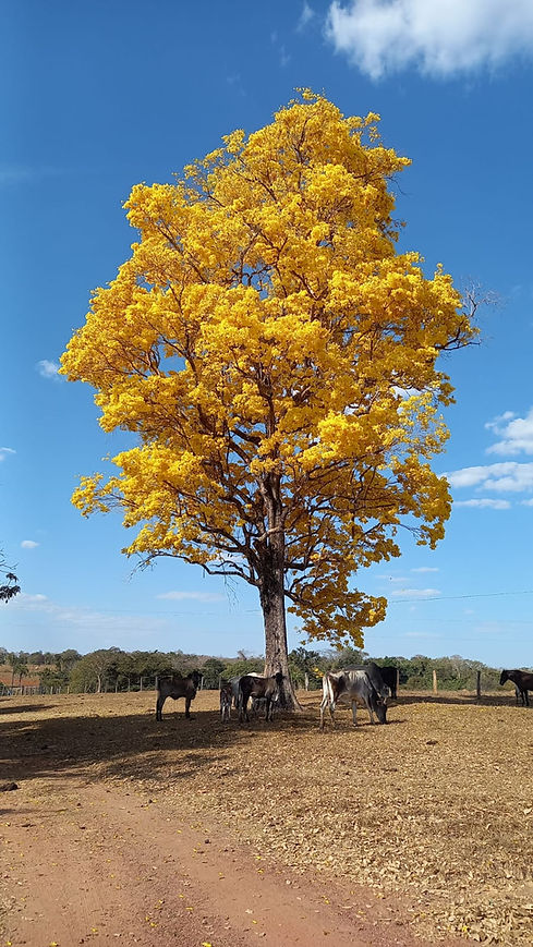 Árvore amarela florescendo, céu azul e gado pastando na pastagem verde.