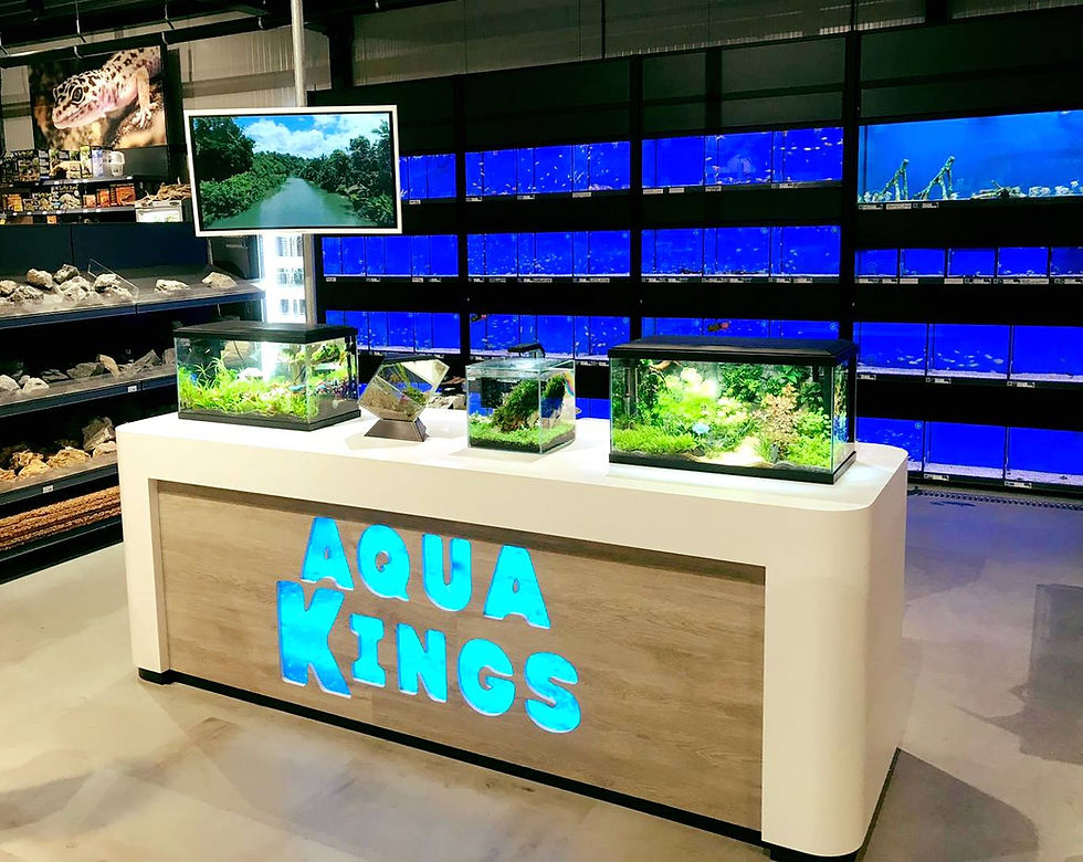 Balie Aqua Kings