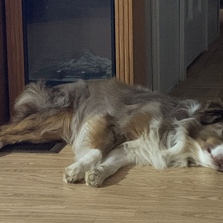 Weekend Warriors: Is Your Dog Adventure Ready?