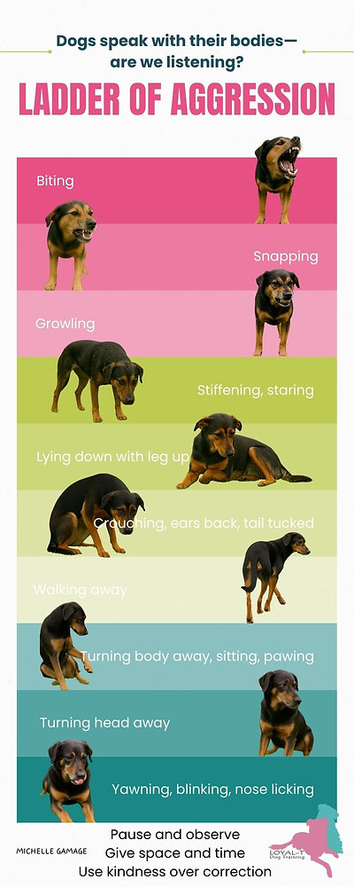 Letting Dogs Say “No”: Understanding Canine Communication Before It ...