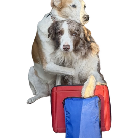 Be Prepared: How to Set Up a First Aid Kit for Your Dog