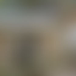 Love Them Like Family, Train Them Like Dogs: