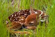 nap-time-182686524_3008x2000.jpg
