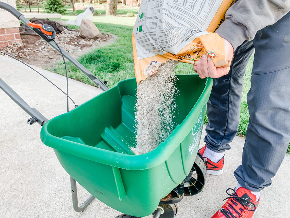 How to get a better, greener lawn step 2 apply Weed and Feed