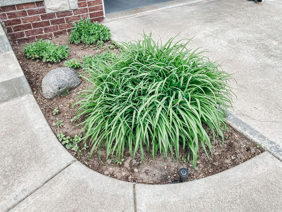 one large daylily plant
