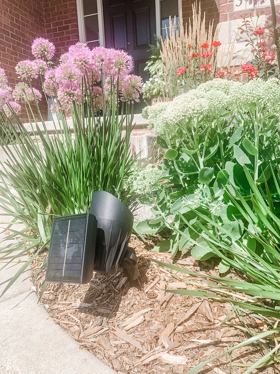 solar led landscape light in plant bed