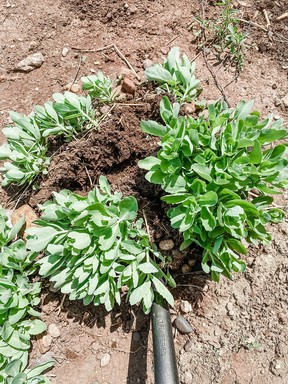 How to Divide Perennials Splitting Large Daylilies and Sedum Plants