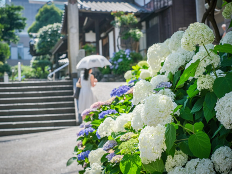 🌸Rainy Season Beauty: 6 Hydrangea Temples & Shrines to Visit in Tokyo & Kanagawa
