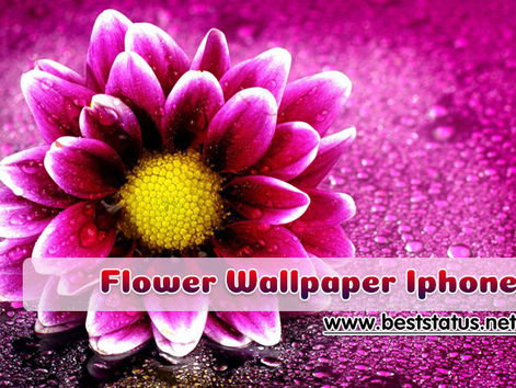 HD WALLPAPERS FOR MOBILE