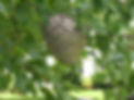 100_2399_original.JPG