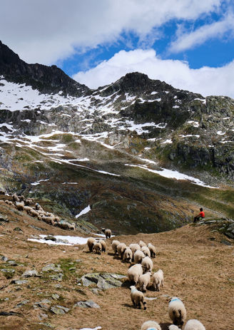 Alpage (juin 28)152 Large.jpeg