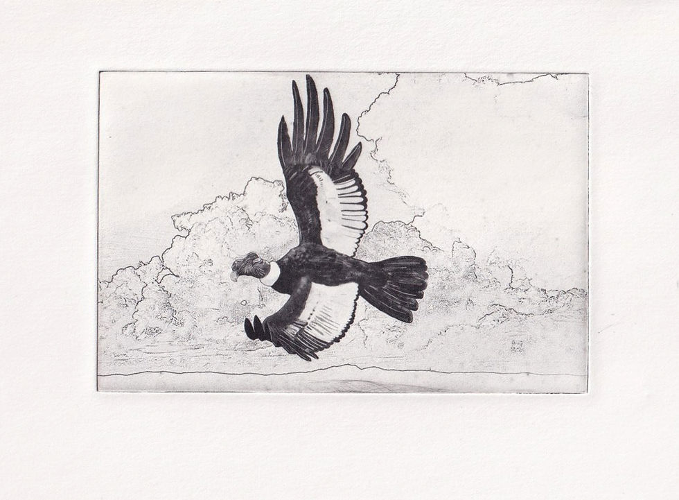 condor