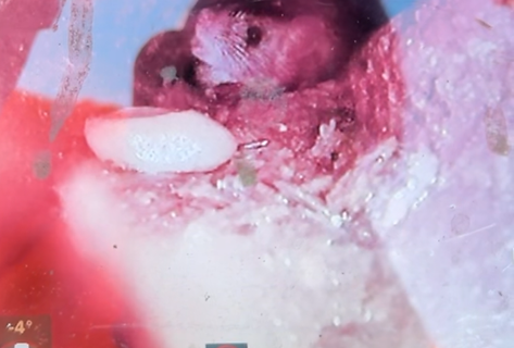 Prestige Plumbing Camera Inspection Sarasota Florida
