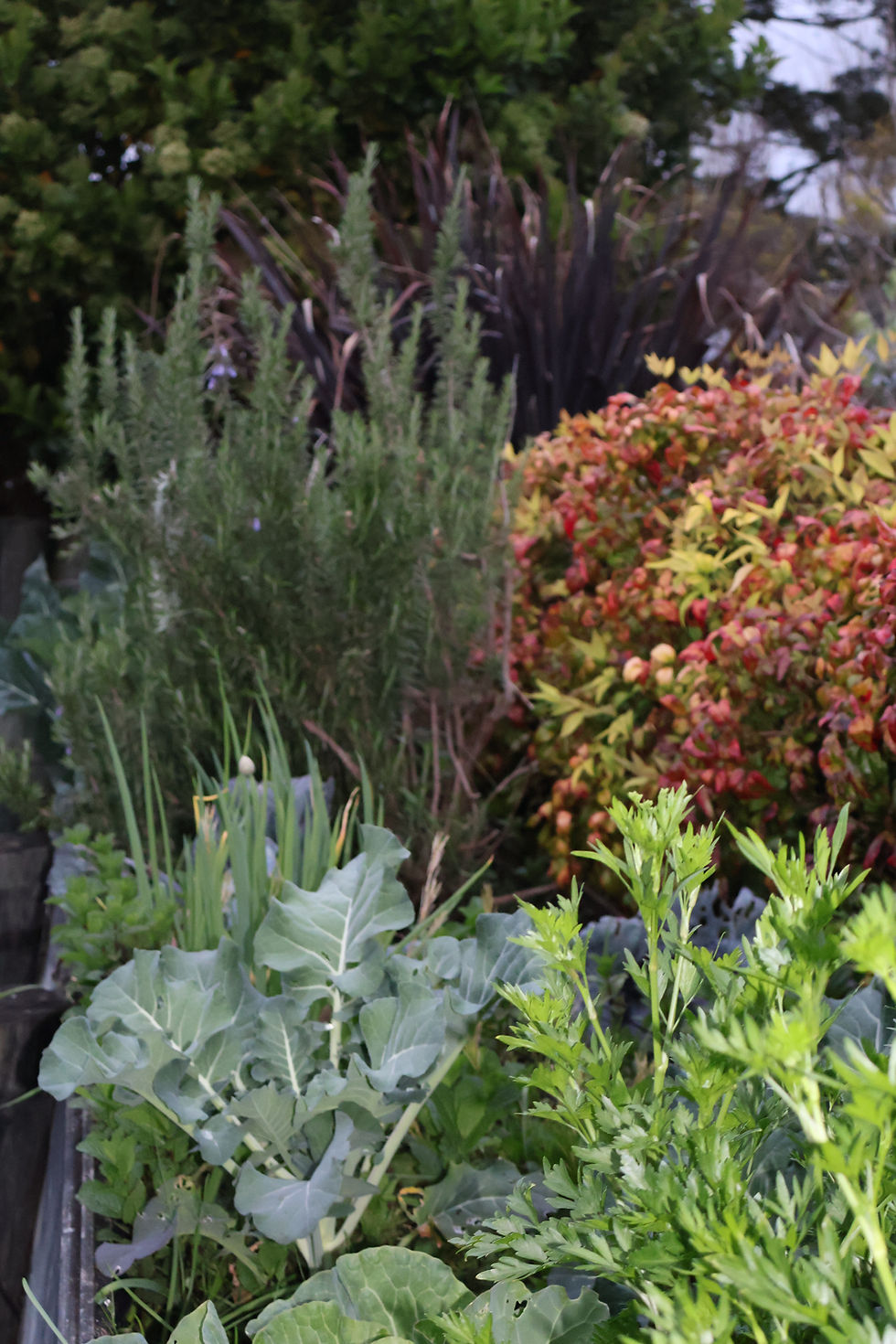 The pleasure of spray free herbs and vegetables