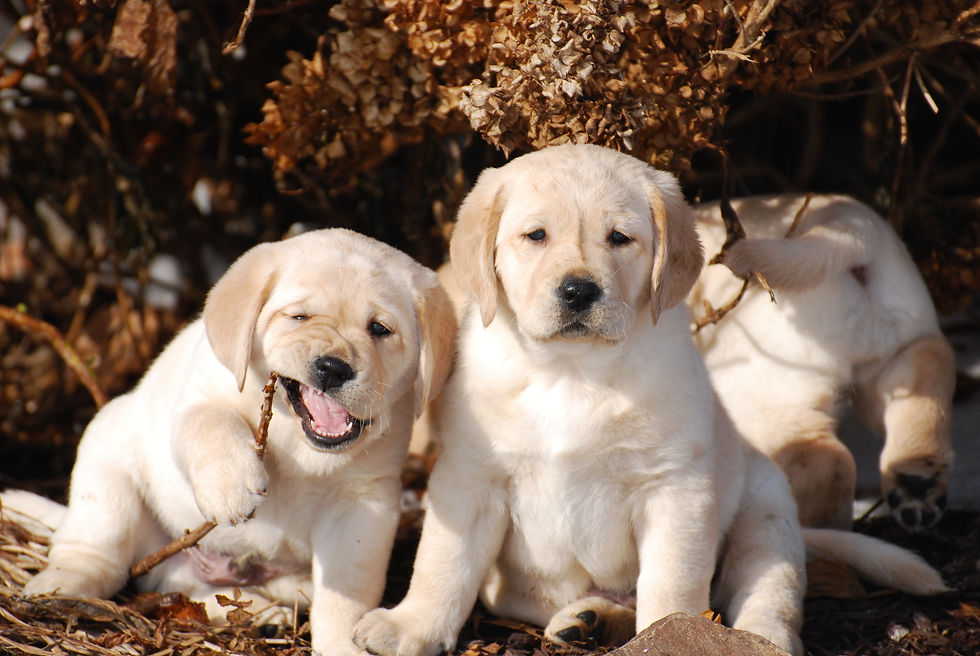 Puppies 6wks 064.jpg
