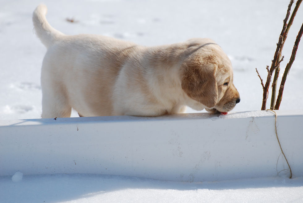 Puppies 6wks 016.jpg