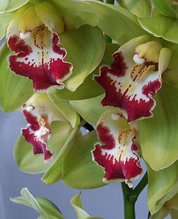 ._... Natal seguindo calmo, curtindo  o 