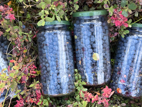 Blueberry Picking 2025 Eureka Alaska 