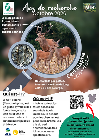 Cerf papier.png