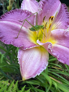 IMG_4901.jpeg