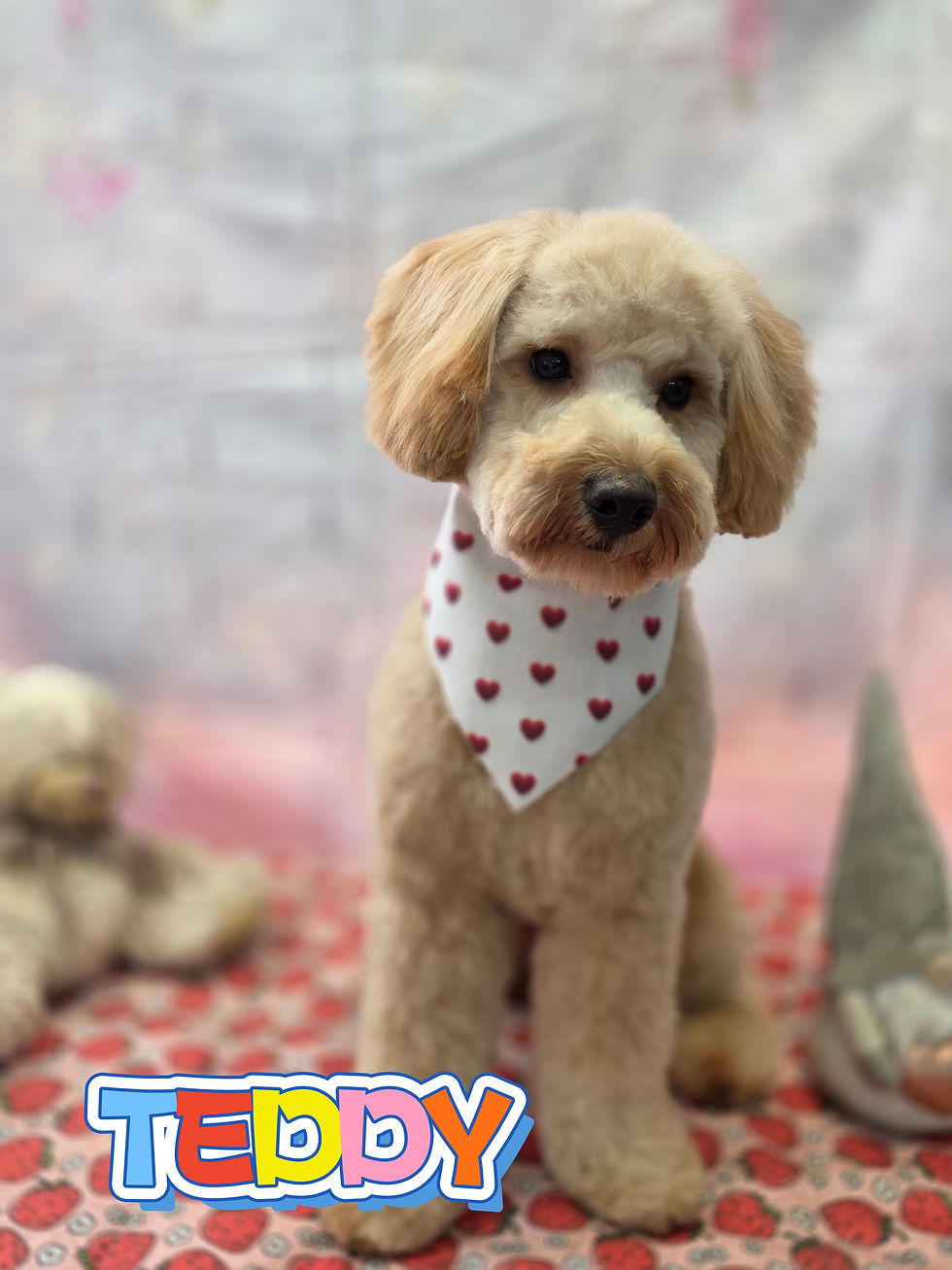 teddy