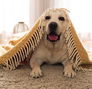 Cute Dog_edited.jpg