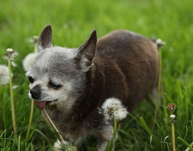 Senior small dog in dandelions.jpg