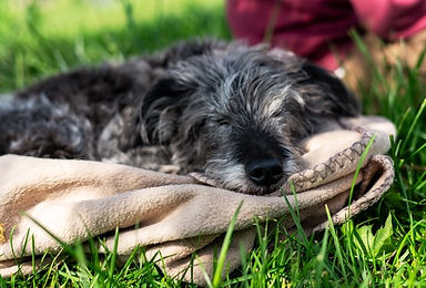 Senior dog sleeping on blanket in the grass.jpg