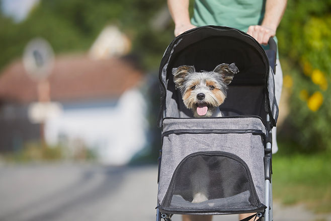 Dog in stroller .jpg