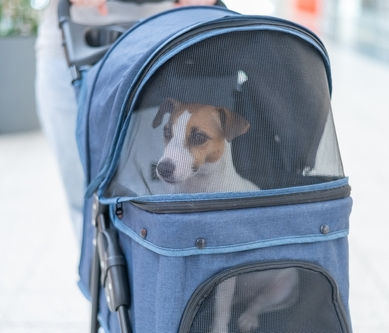 Jack russel cutie in stroller.jpg