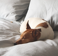Sleeping Dog_edited.png