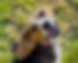shutterstock_2311477007_edited.png