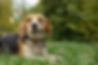 Smiling Beagle Dog