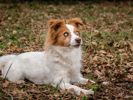 3 Essential Tips for Navigating Vision Loss in Senior Pets