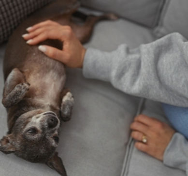 Small dog getting belly rubs_edited.jpg