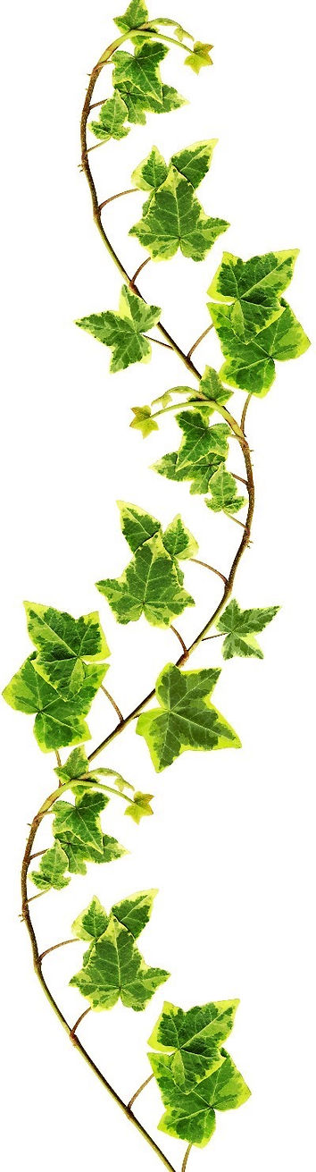 COLOURBOX3541306-ivy_edited_edited_edite