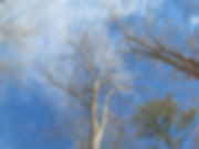 IMG_3223.jpeg