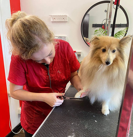 grooming student scissoring