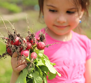 young-girl-holding-harvested-radishes-from-garden.jpg