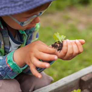 Young neurodiverse boy inspects vegetable seedling in garden