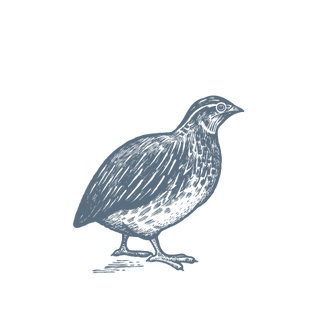 The Best Nest Quail Illustration