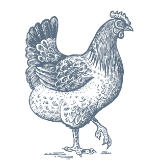 The Best Nest Chicken Illustration