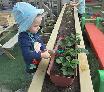 Child pouring liquid fertiliser onto strawberry plant