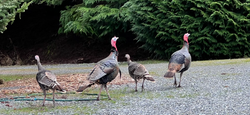 Why Not Hang Out With Turkeys