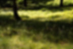Veluwe_2026-05-24_GM_5620_warmer___.jpg
