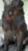 Perro con endoprótesis de silicona tras traqueotomía