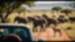 African Safari