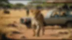 African Wildlife